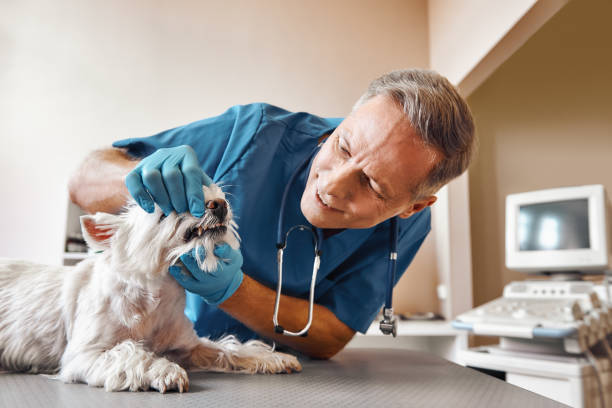Best After-Hours Emergency Dentist in Oak Grove Heights, AR